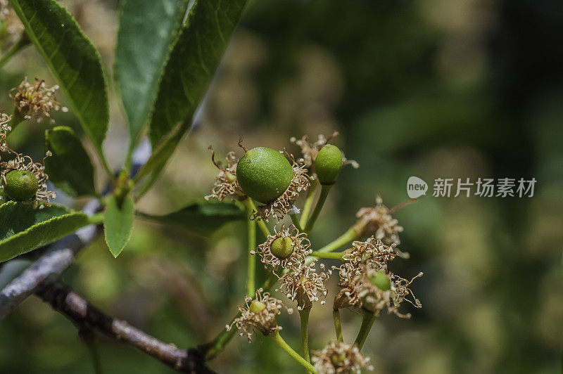 俄勒冈樱桃或苦樱桃(Prunus emarginata)是原产于北美西部的一种李，发现于内华达山脉。Toiyable国家森林。加州。蔷薇科。